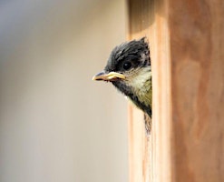 Primaire afbeelding van April Bird Box Workshop