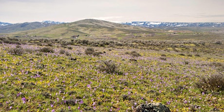 Early Wildflower Walk