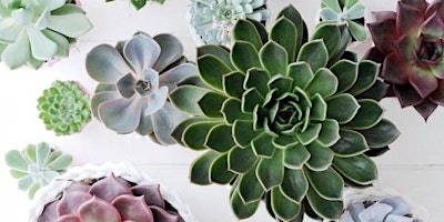 Imagem principal de Succulent Planting Bar Pop-Up