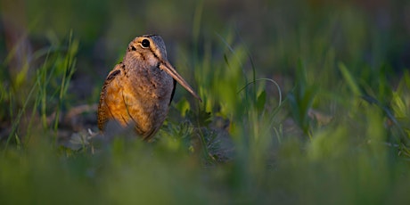 Evening Woodcock Walk at Air Station Prairie