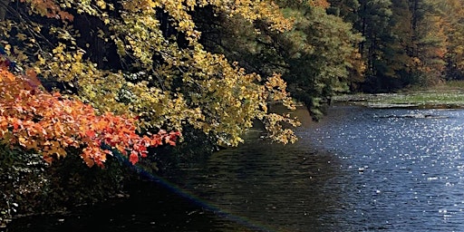 Imagem principal do evento Summer Forest Bathing at Howe State Park - Ages 12+