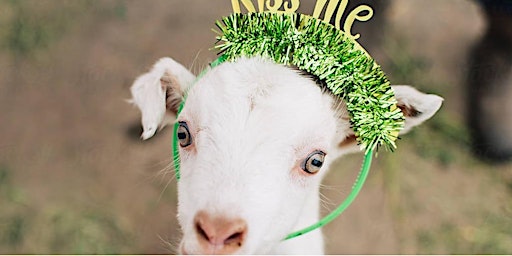 St. Patrick's Day Goat Yoga primary image