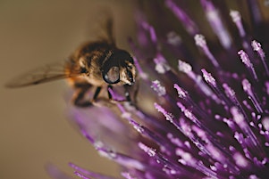 IL MIELE: DAL FIORE AL BARATTOLO primary image