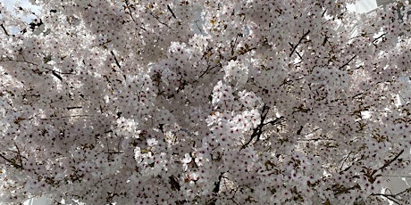 Cherry Blossom Tree Picnic primary image