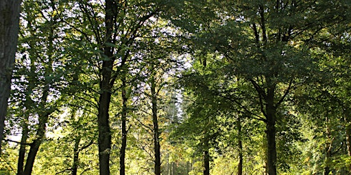 Imagem principal de Nature's Symphony: Tree Identification Walk at Queenswood Arboretum