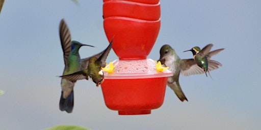 Immagine principale di Birding Northern Peru 