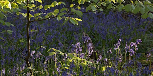 Hauptbild für Bluebell woodland walk at Woolley Wood