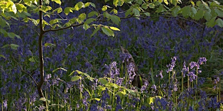 Bluebell woodland walk at Woolley Wood