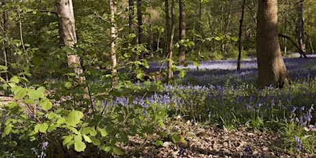 Woodland Walk at Ecclesall Woods