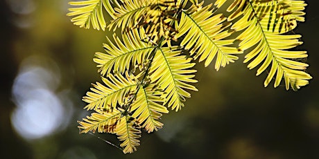 Tree walk at Sheffield Botanical Gardens