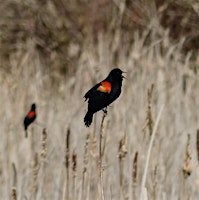 Imagen principal de Birding For Beginners