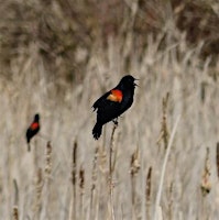 Primaire afbeelding van Birding For Beginners