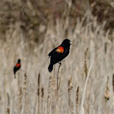 Birding For Beginners