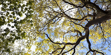 Woodland walk in Ecclesall Woods