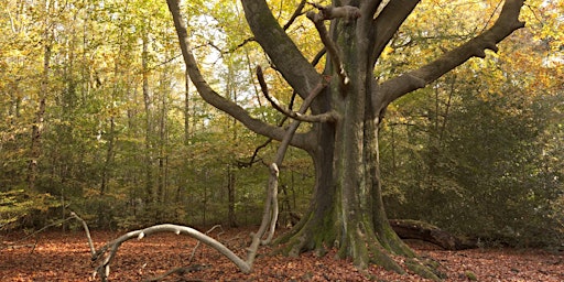 Woodland walk in Ecclesall Woods primary image