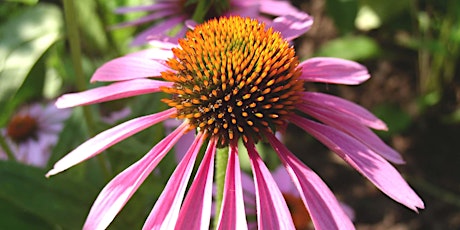 NJ Audubon: Historic and Current Medicinal Plants