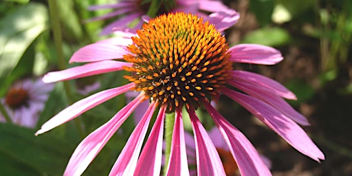 Imagem principal do evento NJ Audubon: Historic and Current Medicinal Plants