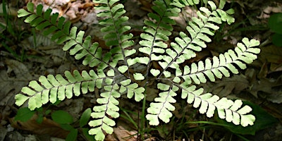 Imagem principal do evento NJ Audubon: Focus on Ferns