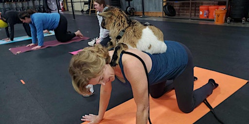 Primaire afbeelding van Goat Yoga KC @ Cobra Command CrossFit Basehor, KS