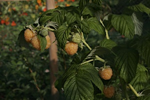 Imagem principal de The World Around Us Series - Herbs for home and Garden