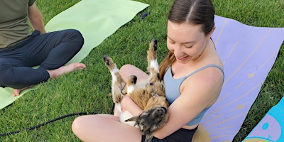 Imagem principal do evento Goat Yoga and Z&M Twisted Vineyard- Lawrence, KS Sun May19 2pm