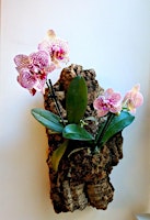 Imagem principal do evento Make & Take Orchid Planters
