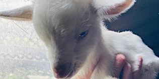 Imagem principal do evento Infant and Baby Goat Bottle Feed & Farm Animal Feed