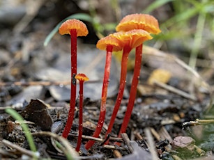 Exploring the Forest Floor: Fungi, Ferns and Fuligo