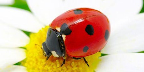 Ladybug Tea Party