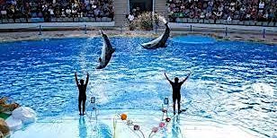 Immagine principale di The event of watching dolphins perform is extremely special 