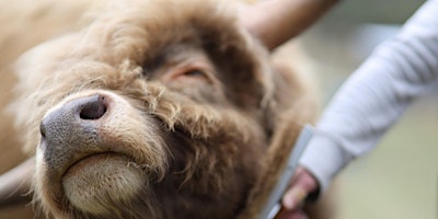 Hauptbild für Meet the Animals  @ Heimat Farmstay