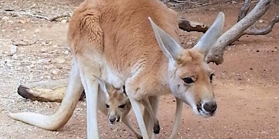 Hauptbild für Fredericksburg Hop and Sip Kangaroo Experience