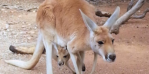 Fredericksburg Hop and Sip Kangaroo Experience primary image