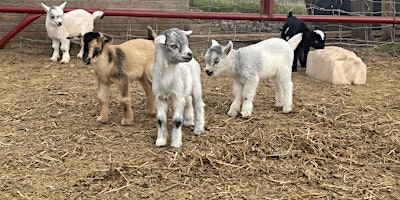 Image principale de Baby Goat Cuddling and Wine Tour