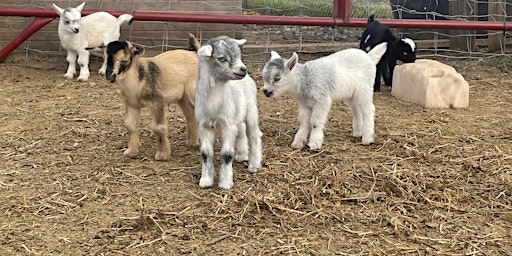 Imagen principal de Baby Goat Cuddling and Wine Tour