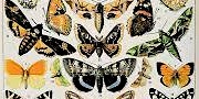 Imagen principal de Monday We Paint: Butterfly/Moth Sampler