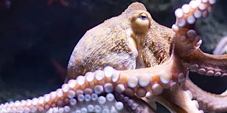 Monday We Paint: Octopus  primärbild