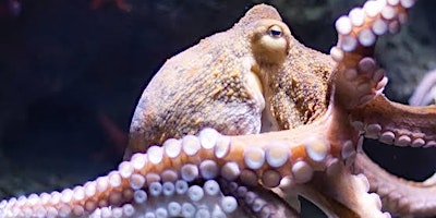 Imagem principal de Monday We Paint: Octopus