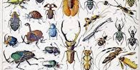 Primaire afbeelding van Drawing Club: Insect Sampler