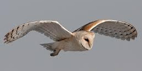 Monday We Paint: Owl in Flight