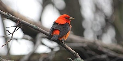 Primaire afbeelding van SPRING BIRD WALK