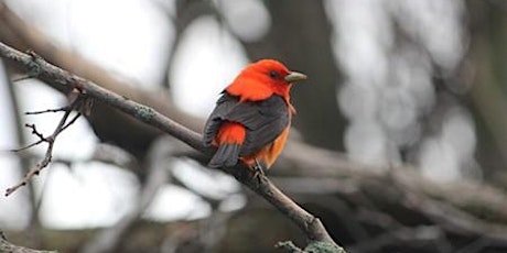 Hauptbild für SPRING BIRD WALK