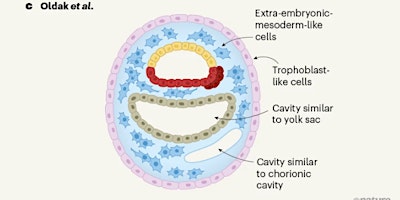 Immagine principale di New horizons of reproduction 