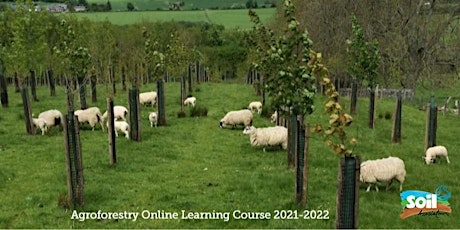 Hauptbild für The Soil Association's Agroforestry Online Learning Course