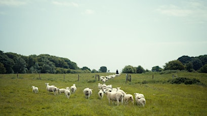 SF Irish Film DocFest 2024-"Notes from Sheepland"