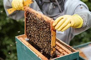 Establish Your Bee Hive! primary image