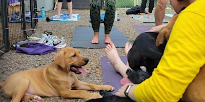 Image principale de Puppy Yoga