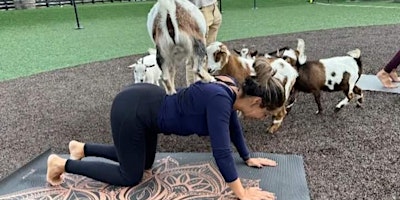 Imagem principal de Goat Yoga Houston At Home Run Dugout Sunday April 7th, 10AM