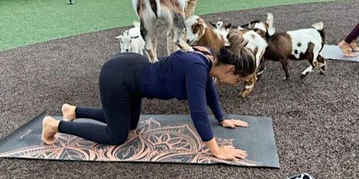 Primaire afbeelding van Goat Yoga Houston 2nd class 11AM Sunday April 7th At Home Run Dugout