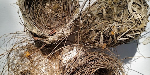 Immagine principale di Nesting instinct: Wild weaving at the Eco Markets! 